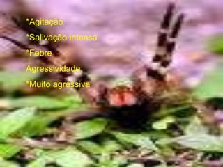 *Agitação
*Salivação intensa
*Febre
Agressividade:
*Muito agressiva
 