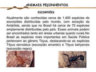 ANIMAIS PEÇONHENTOS
ESCORPIÕES
Atualmente são conhecidas cerca de 1.400 espécies de
escorpiões distribuídas pelo mundo, com exceção da
Antártida, sendo que no Brasil há cerca de 75 espécies
amplamente distribuídas pelo país. Esses animais podem
ser encontrados tanto em áreas urbanas quanto rurais.No
Brasil as espécies mais importantes em Saúde Pública
pertencem ao gênero Tityus, destacando-se as espécies
Tityus serrulatus (escorpião amarelo) e Tityus bahyensis
(escorpião negro).

 
