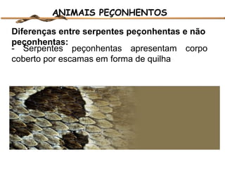 ANIMAIS PEÇONHENTOS
Diferenças entre serpentes peçonhentas e não
peçonhentas:
- Serpentes peçonhentas apresentam corpo
coberto por escamas em forma de quilha

 