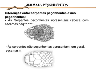 ANIMAIS PEÇONHENTOS
Diferenças entre serpentes peçonhentas e não
peçonhentas:
- As Serpentes peçonhentas apresentam cabeça com
escamas pequenas.

- As serpentes não peçonhentas apresentam, em geral,
escamas maiores na cabeça

 