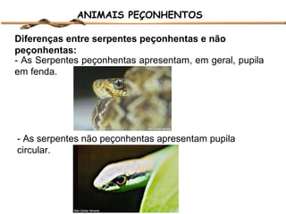 ANIMAIS PEÇONHENTOS
Diferenças entre serpentes peçonhentas e não
peçonhentas:
- As Serpentes peçonhentas apresentam, em geral, pupila
em fenda.

- As serpentes não peçonhentas apresentam pupila
circular.

 