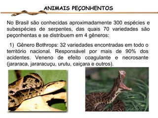 ANIMAIS PEÇONHENTOS
No Brasil são conhecidas aproximadamente 300 espécies e
subespécies de serpentes, das quais 70 variedades são
peçonhentas e se distribuem em 4 gêneros:
1) Gênero Bothrops: 32 variedades encontradas em todo o
território nacional. Responsável por mais de 90% dos
acidentes. Veneno de efeito coagulante e necrosante
(jararaca, jararacuçu, urutu, caiçara e outros).

 