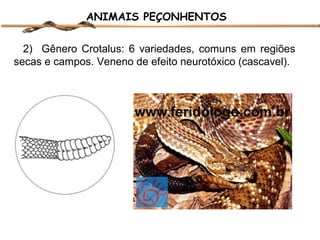 ANIMAIS PEÇONHENTOS
2) Gênero Crotalus: 6 variedades, comuns em regiões
secas e campos. Veneno de efeito neurotóxico (cascavel).

 