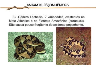 ANIMAIS PEÇONHENTOS

3) Gênero Lachesis: 2 variedades, existentes na
Mata Atlântica e na Floresta Amazônica (surucucu).
São causa pouco freqüente de acidente peçonhento.

 