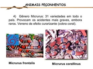 ANIMAIS PEÇONHENTOS

4) Gênero Micrurus: 31 variedades em todo o
país. Provocam os acidentes mais graves, embora
raros. Veneno de efeito curarizante (cobra coral).

Micrurus frontalis

Micrurus corallinus

 