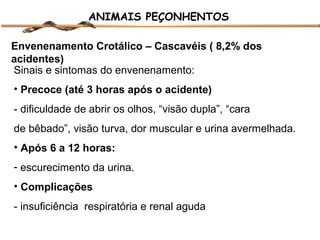 ANIMAIS PEÇONHENTOS
Envenenamento Crotálico – Cascavéis ( 8,2% dos
acidentes)
Sinais e sintomas do envenenamento:
• Precoce (até 3 horas após o acidente)
- dificuldade de abrir os olhos, “visão dupla”, “cara
de bêbado”, visão turva, dor muscular e urina avermelhada.
• Após 6 a 12 horas:
- escurecimento da urina.
• Complicações
- insuficiência respiratória e renal aguda

 