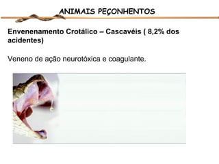 ANIMAIS PEÇONHENTOS
Envenenamento Crotálico – Cascavéis ( 8,2% dos
acidentes)
Veneno de ação neurotóxica e coagulante.

 
