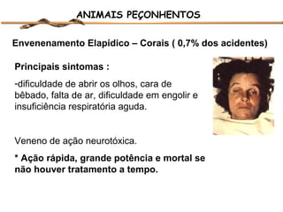 ANIMAIS PEÇONHENTOS
Envenenamento Elapídico – Corais ( 0,7% dos acidentes)
Principais sintomas :
-dificuldade de abrir os olhos, cara de
bêbado, falta de ar, dificuldade em engolir e
insuficiência respiratória aguda.

Veneno de ação neurotóxica.
* Ação rápida, grande potência e mortal se
não houver tratamento a tempo.

 