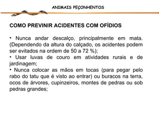 ANIMAIS PEÇONHENTOS

COMO PREVINIR ACIDENTES COM OFÍDIOS
• Nunca andar descalço, principalmente em mata.
(Dependendo da altura do calçado, os acidentes podem
ser evitados na ordem de 50 a 72 %);
• Usar luvas de couro em atividades rurais e de
jardinagem;
• Nunca colocar as mãos em tocas (para pegar pelo
rabo do tatu que é visto ao entrar) ou buracos na terra,
ocos de árvores, cupinzeiros, montes de pedras ou sob
pedras grandes;

 