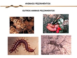 ANIMAIS PEÇONHENTOS
OUTROS ANIMAIS PEÇONHENTOS

 