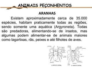 ANIMAIS PEÇONHENTOS
ARANHAS
Existem aproximadamente cerca de 35.000
espécies, habitam praticamente todas as regiões,
sendo somente uma aquática (Argyroneta). Todas
são predadoras, alimentando-se de insetos, mas
algumas podem alimentar-se de animais maiores
como lagartixas, rãs, peixes e até filhotes de aves.

 