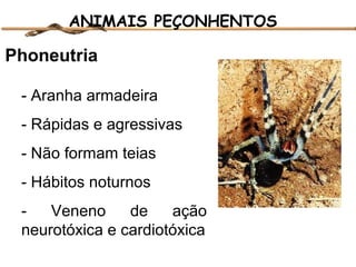 ANIMAIS PEÇONHENTOS

Phoneutria
- Aranha armadeira
- Rápidas e agressivas
- Não formam teias
- Hábitos noturnos
Veneno
de
ação
neurotóxica e cardiotóxica

 