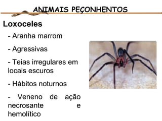 ANIMAIS PEÇONHENTOS

Loxoceles
- Aranha marrom
- Agressivas
- Teias irregulares em
locais escuros
- Hábitos noturnos
- Veneno de
necrosante
hemolítico

ação
e

 