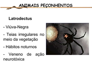 ANIMAIS PEÇONHENTOS
Latrodectus
- Viúva-Negra
- Teias irregulares no
meio da vegetação
- Hábitos noturnos
- Veneno de ação
neurotóxica

 
