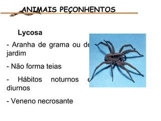 ANIMAIS PEÇONHENTOS
Lycosa
- Aranha de grama ou de
jardim
- Não forma teias
- Hábitos
diurnos

noturnos

- Veneno necrosante

e

 