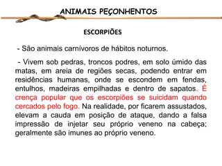 ANIMAIS PEÇONHENTOS
ESCORPIÕES
- São animais carnívoros de hábitos noturnos.
- Vivem sob pedras, troncos podres, em solo úmido das
matas, em areia de regiões secas, podendo entrar em
residências humanas, onde se escondem em fendas,
entulhos, madeiras empilhadas e dentro de sapatos. É
crença popular que os escorpiões se suicidam quando
cercados pelo fogo. Na realidade, por ficarem assustados,
elevam a cauda em posição de ataque, dando a falsa
impressão de injetar seu próprio veneno na cabeça;
geralmente são imunes ao próprio veneno.

 