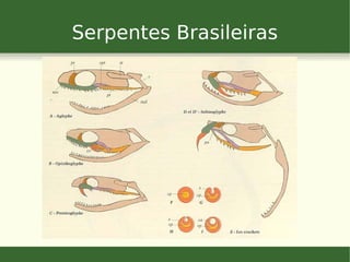 Serpentes Brasileiras
 