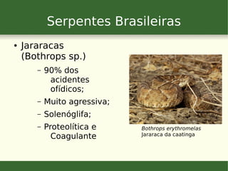 Serpentes Brasileiras
● Jararacas
(Bothrops sp.)
– 90% dos
acidentes
ofídicos;
– Muito agressiva;
– Solenóglifa;
– Proteolítica e
Coagulante
Bothrops erythromelas
Jararaca da caatinga
 