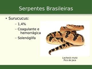 Serpentes Brasileiras
● Surucucus:
– 1,4%
– Coagulante e
hemorrágica
– Solenóglifa
Lachesis muta
Pico de Jaca
 