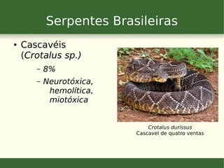Serpentes Brasileiras
● Cascavéis
(Crotalus sp.)
– 8%
– Neurotóxica,
hemolítica,
miotóxica
Crotalus durissus
Cascavel de quatro ventas
 