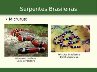 Serpentes Brasileiras
● Micrurus:
Micrurus corallinus
Coral-verdadeira
Micrurus brasiliensis
Coral-verdadeira
 