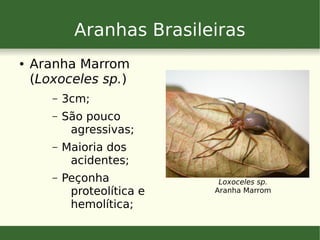 Aranhas Brasileiras
● Aranha Marrom
(Loxoceles sp.)
– 3cm;
– São pouco
agressivas;
– Maioria dos
acidentes;
– Peçonha
proteolítica e
hemolítica;
Loxoceles sp.
Aranha Marrom
 