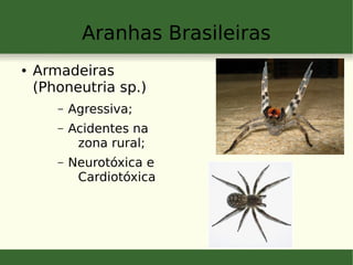 Aranhas Brasileiras
● Armadeiras
(Phoneutria sp.)
– Agressiva;
– Acidentes na
zona rural;
– Neurotóxica e
Cardiotóxica
 