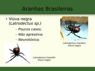 Aranhas Brasileiras
● Viúva negra
(Latrodectus sp.)
– Poucos casos;
– Não agressiva;
– Neurotóxica;
Latrodectus mactans
Viúva negra
Latrodectus hasseltii
Viúva negra
 