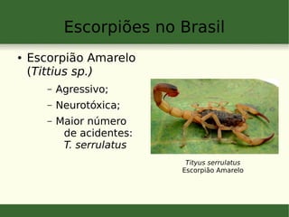 Escorpiões no Brasil
● Escorpião Amarelo
(Tittius sp.)
– Agressivo;
– Neurotóxica;
– Maior número
de acidentes:
T. serrulatus
Tityus serrulatus
Escorpião Amarelo
 
