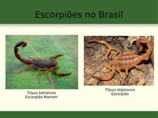 Escorpiões no Brasil
Tityus bahiensis
Escorpião Marrom
Tityus stigmurus
Escorpião
 