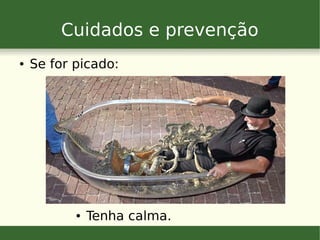 Cuidados e prevenção
● Se for picado:
● Tenha calma.
 