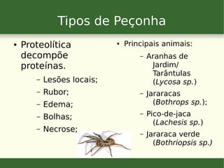Tipos de Peçonha
● Proteolítica
decompõe
proteínas.
– Lesões locais;
– Rubor;
– Edema;
– Bolhas;
– Necrose;
● Principais animais:
– Aranhas de
Jardim/
Tarântulas
(Lycosa sp.)
– Jararacas
(Bothrops sp.);
– Pico-de-jaca
(Lachesis sp.)
– Jararaca verde
(Bothriopsis sp.)
 