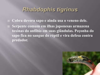 Cobra devora sapo e ainda usa o veneno dele.
 Serpente comum em ilhas japonesas armazena
toxinas do anfíbio em suas glândulas. Peçonha do
sapo fica no sangue do réptil e vira defesa contra
predador.
 