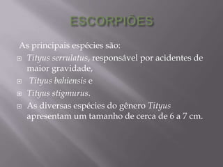 As principais espécies são:
 Tityus serrulatus, responsável por acidentes de
maior gravidade,
 Tityus bahiensis e
 Tityus stigmurus.
 As diversas espécies do gênero Tityus
apresentam um tamanho de cerca de 6 a 7 cm.
 