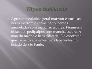  Apresenta colorido geral marrom-escuro, às
vezes marrom-avermelhado, pernas
amareladas com manchas escuras. Fêmures e
tíbias dos pedipalpos com mancha escura. A
mão do macho é bem dilatada. É o escorpião
que causa os acidentes mais freqüentes no
Estado de São Paulo.
 