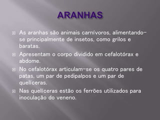 As aranhas são animais carnívoros, alimentando-
se principalmente de insetos, como grilos e
baratas.
 Apresentam o corpo dividido em cefalotórax e
abdome.
 No cefalotórax articulam-se os quatro pares de
patas, um par de pedipalpos e um par de
quelíceras.
 Nas quelíceras estão os ferrões utilizados para
inoculação do veneno.
 