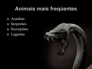  Aranhas
 Serpentes
 Escorpiões
 Lagartas
 