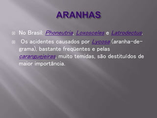  No Brasil: Phoneutria, Loxosceles e Latrodectus.
 Os acidentes causados por Lycosa (aranha-de-
grama), bastante freqüentes e pelas
caranguejeiras, muito temidas, são destituídos de
maior importância.
 