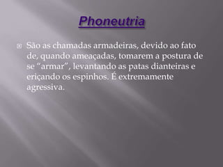  São as chamadas armadeiras, devido ao fato
de, quando ameaçadas, tomarem a postura de
se “armar”, levantando as patas dianteiras e
eriçando os espinhos. É extremamente
agressiva.
 