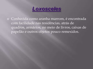  Conhecida como aranha marrom, é encontrada
com facilidade nas residências, atrás de
quadros, armários, no meio de livros, caixas de
papelão e outros objetos pouco remexidos.
 