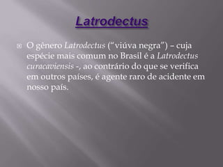  O gênero Latrodectus (“viúva negra”) – cuja
espécie mais comum no Brasil é a Latrodectus
curacaviensis -, ao contrário do que se verifica
em outros países, é agente raro de acidente em
nosso país.
 