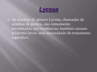  As aranhas do gênero Lycosa, chamadas de
aranhas de jardins, são comumente
encontradas nas residências; também causam
acidentes leves, sem necessidade de tratamento
específico.
 