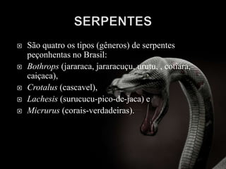  São quatro os tipos (gêneros) de serpentes
peçonhentas no Brasil:
 Bothrops (jararaca, jararacuçu, urutu, , cotiara,
caiçaca),
 Crotalus (cascavel),
 Lachesis (surucucu-pico-de-jaca) e
 Micrurus (corais-verdadeiras).
 