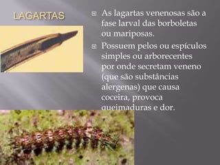 LAGARTAS  As lagartas venenosas são a
fase larval das borboletas
ou mariposas.
 Possuem pelos ou espículos
simples ou arborecentes
por onde secretam veneno
(que são substâncias
alergenas) que causa
coceira, provoca
queimaduras e dor.
 
