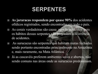  As jararacas respondem por quase 90% dos acidentes
ofídicos registrados, sendo encontradas em todo o país.
 As corais verdadeiras são causa rara de acidentes pois
os hábitos dessas serpentes não propiciam a ocorrência
de acidentes.
 As surucucus são serpentes que habitam matas fechadas
sendo portanto encontradas principalmente na Amazônia
e, mais raramente, na Mata Atlântica.
 Já as cascavéis preferem ambientes secos e abertos, não
sendo comuns nas áreas onde as surucucus predominam.
 