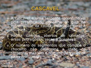  A cascavel é uma serpente inconfundível
pela presença do chocalho ou gizo na
extremidade da cauda, coloração geral é
olivácea.
 Habita campos abertos de cerrados,
áreas pedregosas, secas e quentes..
 O número de segmentos que compõe o
chocalho não determina a idade da
serpente, mas sim o número de trocas de
peles realizadas.
 
