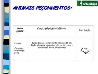 ANIMAIS PEÇONHENTOS: Corpo delgado, comprimento médio de 80 cm; Moderadamente  agressiva; hábitos terrestres, vivendo nas matas de araucária   Nome popular Características e hábitos Distribuição Cotiara   Jararaca-da-barriga-preta   