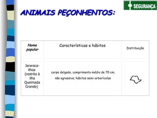 ANIMAIS PEÇONHENTOS: corpo delgado, comprimento médio de 70 cm;  não agressiva; hábitos semi-arborícolas   Nome popular Características e hábitos Distribuição Jararaca-ilhoa   (restrita à ilha Queimada Grande)     