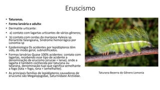 Eruscismo
• Taturanas.
• Forma larvária e adulta:
• Dermatite urticante:
• a) contato com lagartas urticantes de vários gêneros;
• b) contato com cerdas da mariposa Hylesia sp.
Periartrite falangeana, Síndrome hemorrágica por
Lonomia sp
• Epidemiologia Os acidentes por lepidópteros têm
sido, de modo geral, subnotificados.
• Formas larvárias Quase 100% acidentes: contato com
lagartas, recebendo esse tipo de acidente a
denominação de erucismo (erucae = larva), onde a
lagarta é também conhecida por taturana ou
tatarana, denominação tupi que significa semelhante
a fogo (tata = fogo, rana = semelhante).
• As principais famílias de lepidópteros causadoras de
erucismo são Megalopygidae, Saturniidaee Arctiidae.
Taturana Bezerra do Gênero Lomonia
 