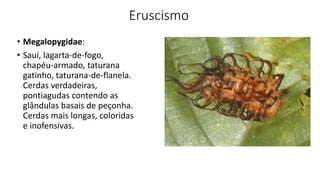 Eruscismo
• Megalopygidae:
• Sauí, lagarta-de-fogo,
chapéu-armado, taturana
gatinho, taturana-de-flanela.
Cerdas verdadeiras,
pontiagudas contendo as
glândulas basais de peçonha.
Cerdas mais longas, coloridas
e inofensivas.
 